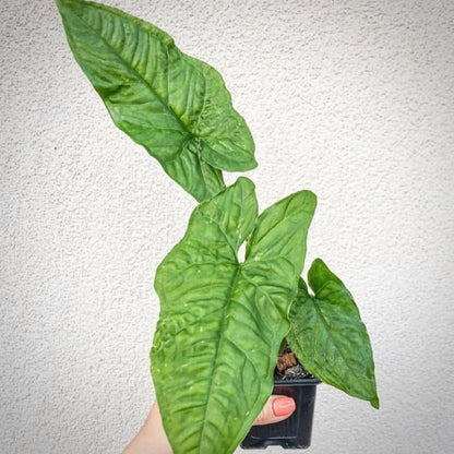 syngonium steyermarkii for sale, syngonium steyermarkii buy online, syngonium steyermarkii price, syngonium steyermarkii shop