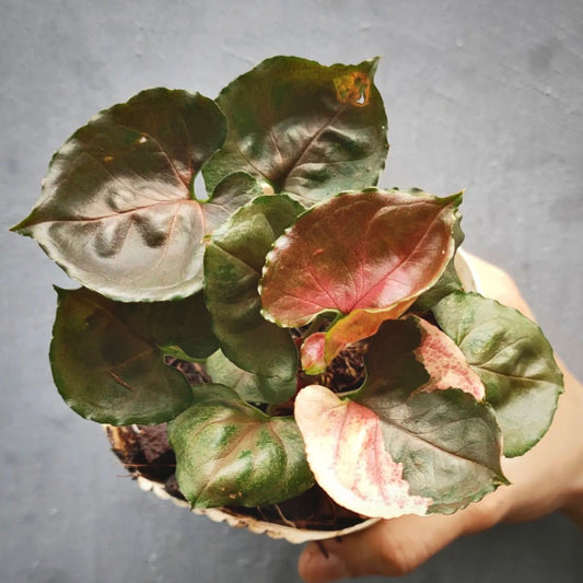 syngonium strawberry ice for sale, syngonium strawberry ice buy online, syngonium strawberry ice price, syngonium strawberry ice shop