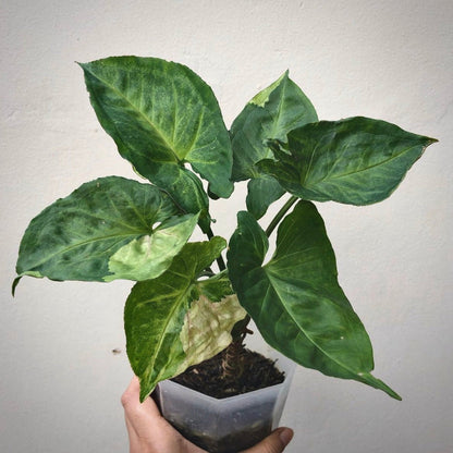 syngonium t24 for sale, syngonium t24 buy online, syngonium t24 price, syngonium t24 shop