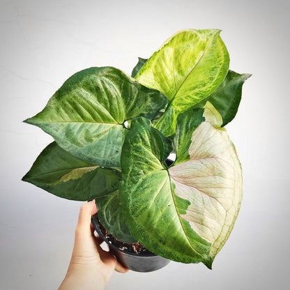 syngonium t24 for sale, syngonium t24 buy online, syngonium t24 price, syngonium t24 shop