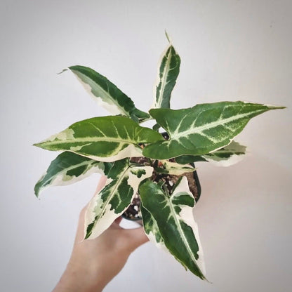 syngonium t25 for sale, syngonium t25 buy online, syngonium t25 price, syngonium t25 shop