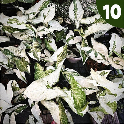 syngonium three kings for sale, syngonium three kings buy online, syngonium three kings price, syngonium three kings shop