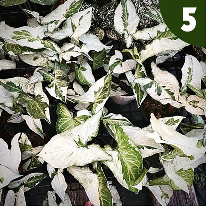 syngonium three kings for sale, syngonium three kings buy online, syngonium three kings price, syngonium three kings shop