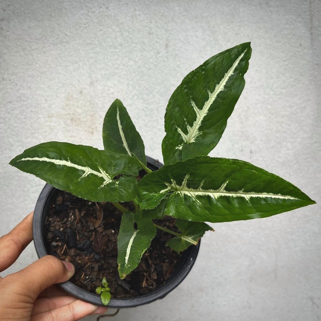 syngonium wendlandii for sale, syngonium wendlandii  buy online, syngonium wendlandii  price, syngonium wendlandii shop