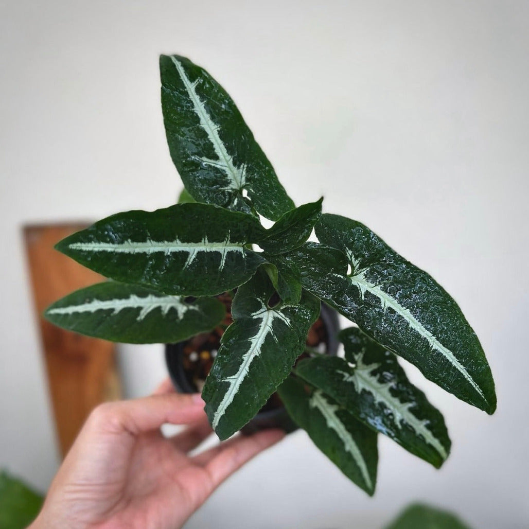 syngonium wendlandii for sale, syngonium wendlandii  buy online, syngonium wendlandii  price, syngonium wendlandii shop