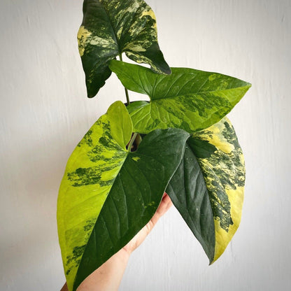 syngonium Yellow Variegata for sale, syngonium Yellow Variegata buy online, syngonium Yellow Variegata price, syngonium Yellow Variegata shop