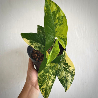 syngonium Yellow Variegata for sale, syngonium Yellow Variegata buy online, syngonium Yellow Variegata price, syngonium Yellow Variegata shop