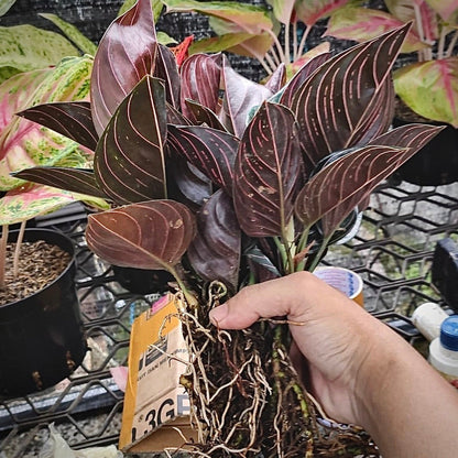 aglaonema rotundum aceh for sale, aglaonema rotundum aceh buy online, aglaonema rotundum aceh price, aglaonema rotundum aceh shop