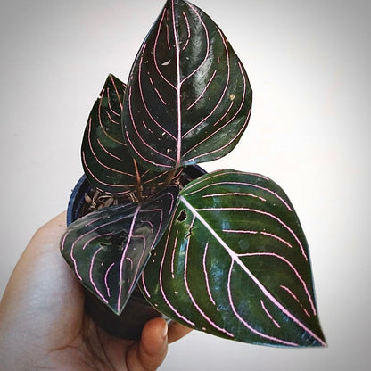 aglaonema rotundum aceh for sale, aglaonema rotundum aceh buy online, aglaonema rotundum aceh price, aglaonema rotundum aceh shop