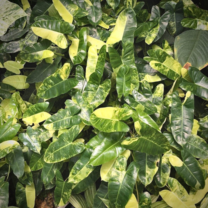 philodendron burle marx variegated for sale, philodendron burle marx variegated buy online, philodendron burle marx variegated price, philodendron burle marx variegated shop