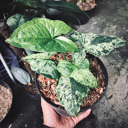 syngonium mojito for sale, syngonium mojito buy online, syngonium mojito price, syngonium mojito shop