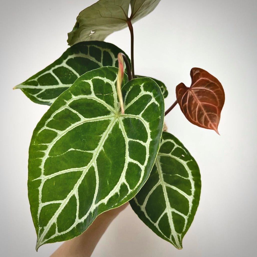 anthurium crystallinum for sale, anthurium crystallinum buy online, anthurium crystallinum price, anthurium crystallinum shop