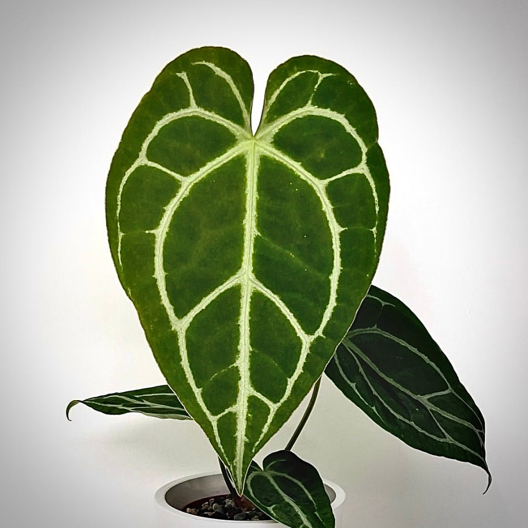 anthurium crystallinum for sale, anthurium crystallinum buy online, anthurium crystallinum price, anthurium crystallinum shop